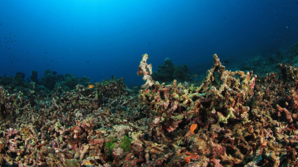 Arrecife de coral muerto. Créditos: Richcarey.