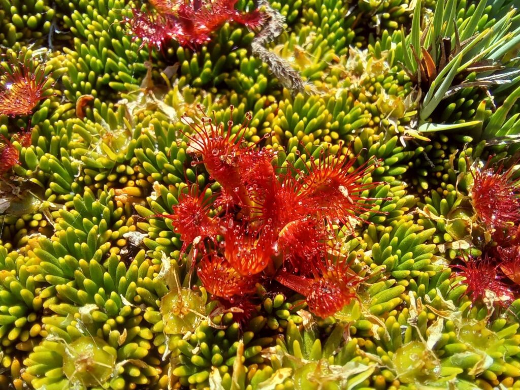 Drosera uniflora. Créditos: ©Daniel Stange