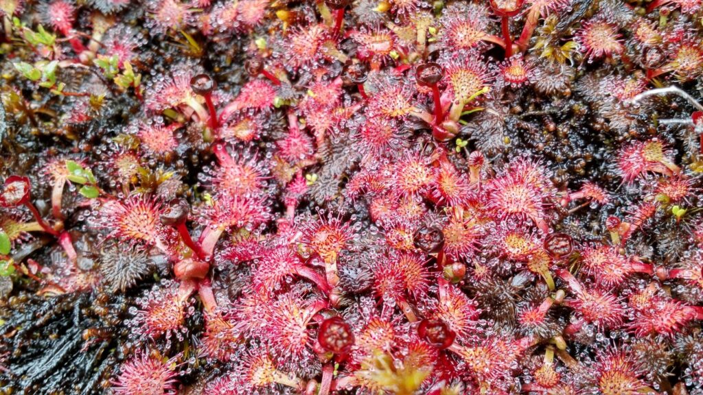Drosera uniflora. Créditos: ©Nicolás Lavandero