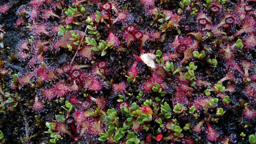 Drosera uniflora. Créditos: ©Nicolás Lavandero