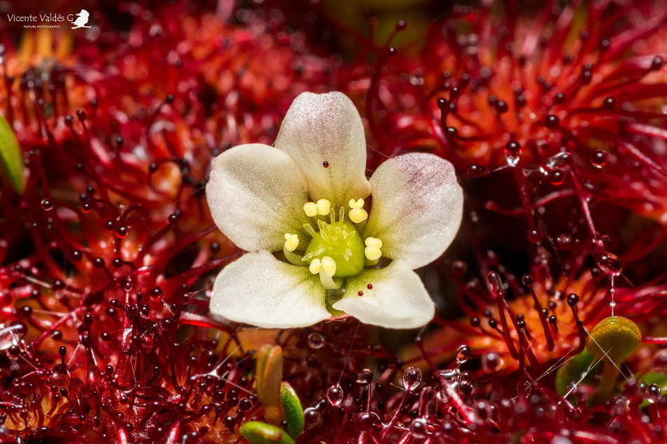 Drosera uniflora. Créditos: ©Vicente Valdés Guzmán