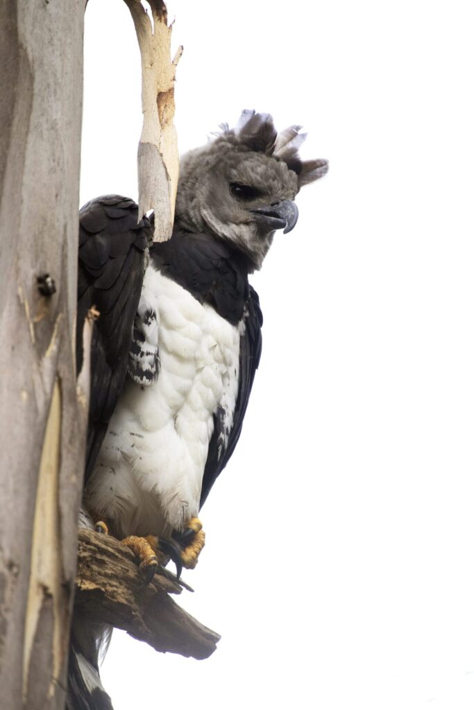 En el Estado de México se encuentra el Aviario El Nido, el único en México en exhibir un individuo macho de águila harpía. Créditos: cortesía Santiago Gibert-Isern