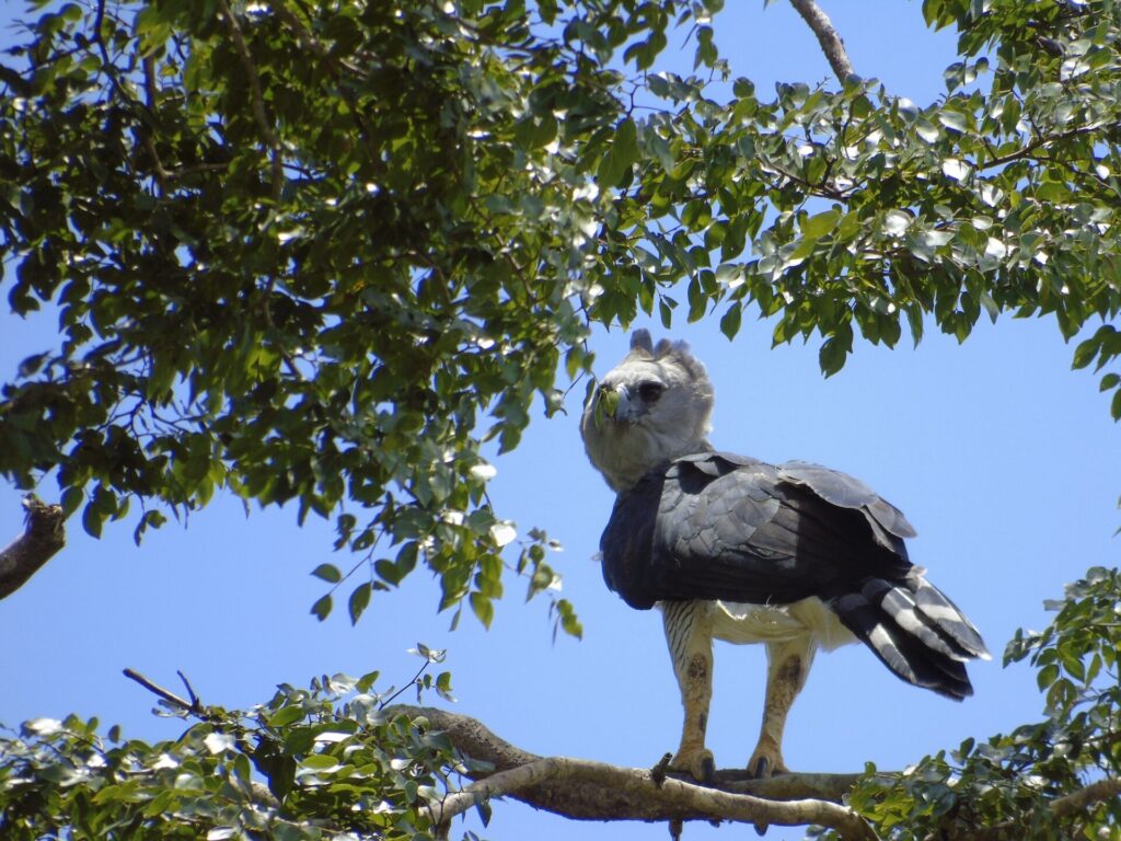 Un individuo adulto de águila harpía en estado silvestre percha en las inmediaciones de su nido en las selvas de Venezuela. Créditos: cortesía Alexander Blanco Márquez