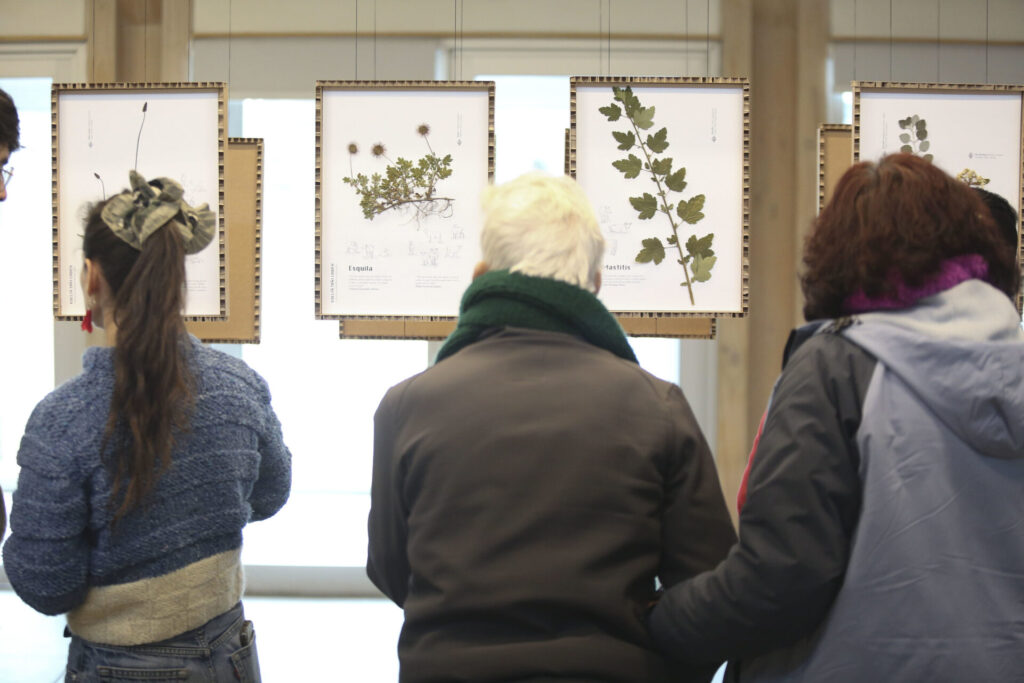 Exposición de hierbas medicinales. Créditos: Cristobal Saavedra