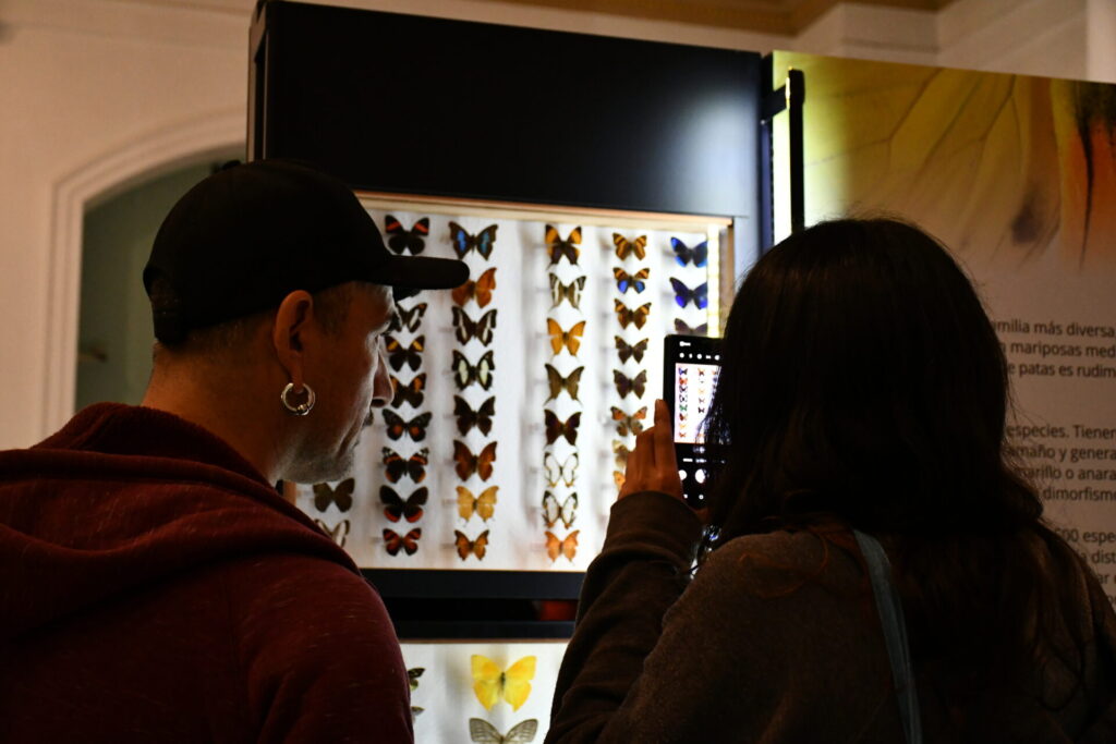 Exposición "Mariposas y polillas, colores en movimiento". Créditos: MNHN