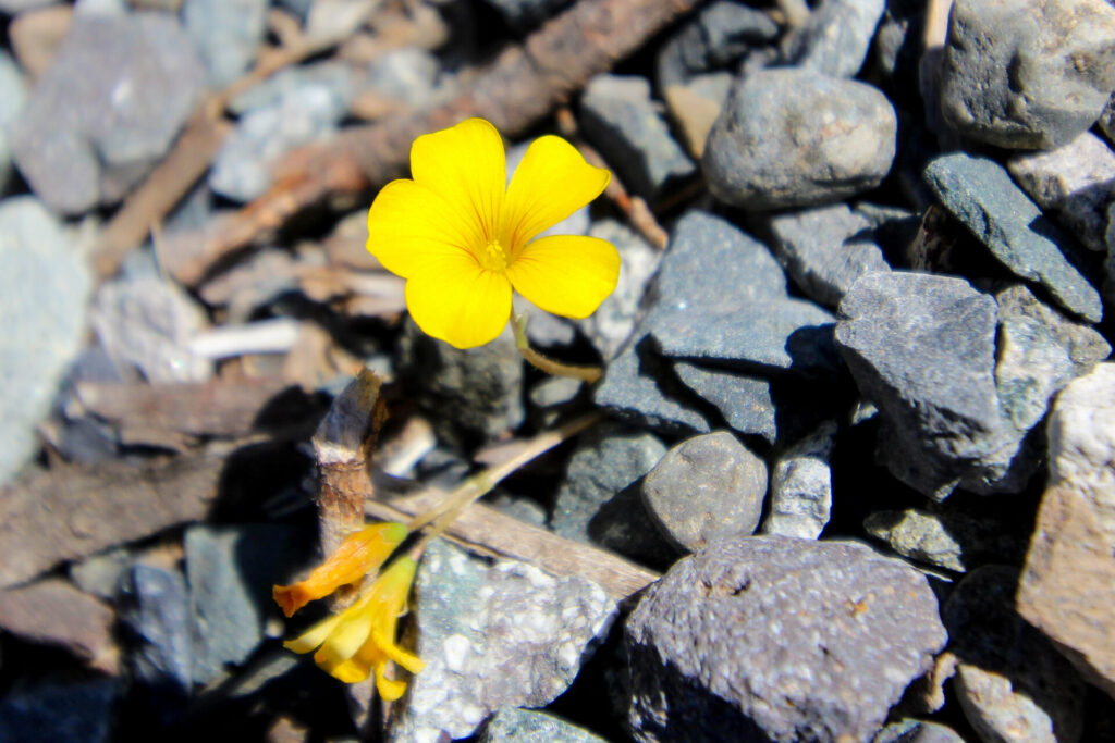 Flor de mayo (Oxalis perdicaria). Créditos: ©Tamara Núñez