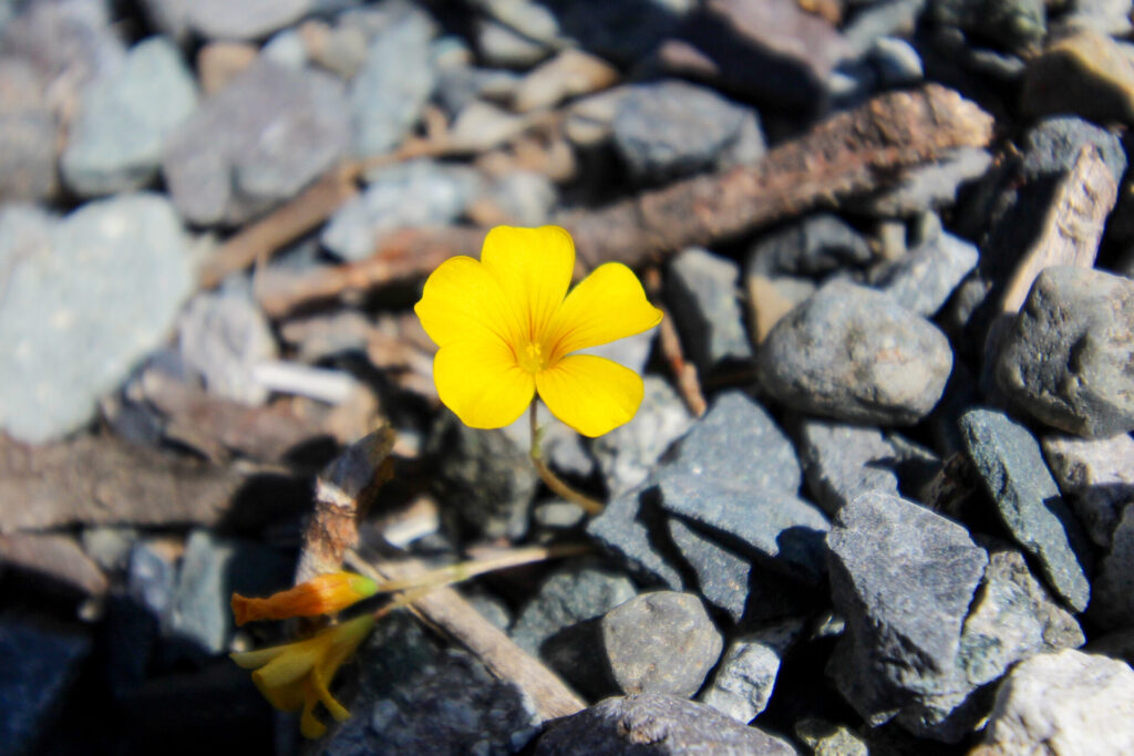 Flor de mayo (Oxalis perdicaria). Créditos: ©Tamara Núñez
