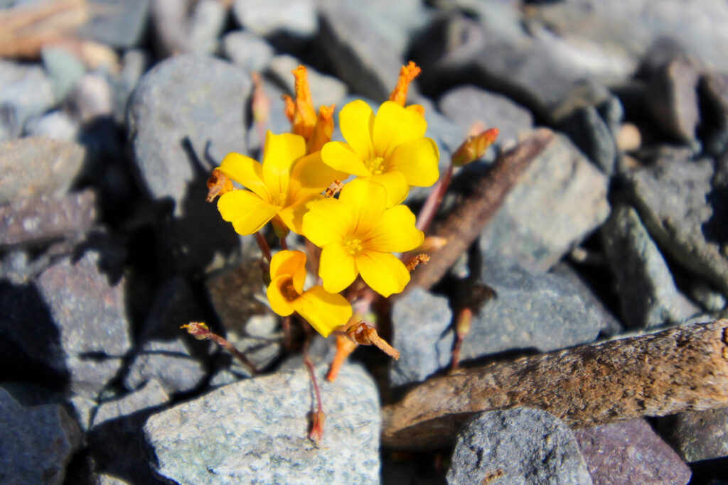 Flor de mayo (Oxalis perdicaria). Créditos: ©Tamara Núñez