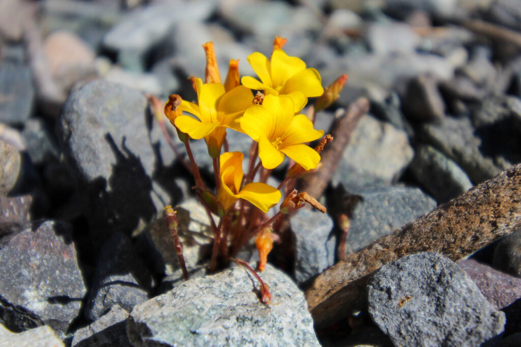 Flor de mayo (Oxalis perdicaria). Créditos: ©Tamara Núñez
