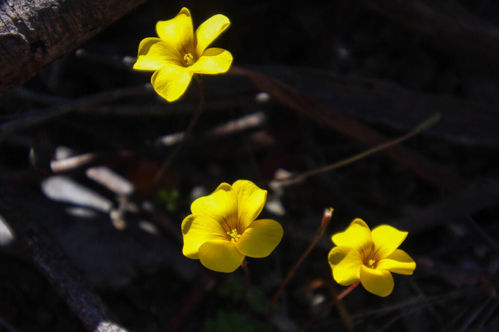 Flor de mayo (Oxalis perdicaria). Créditos: ©Tamara Núñez