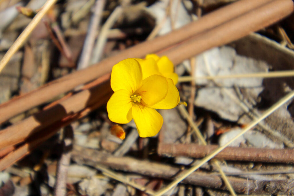 Flor de mayo (Oxalis perdicaria). Créditos: ©Tamara Núñez