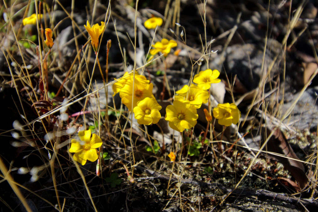 Flor de mayo (Oxalis perdicaria). Créditos: ©Tamara Núñez