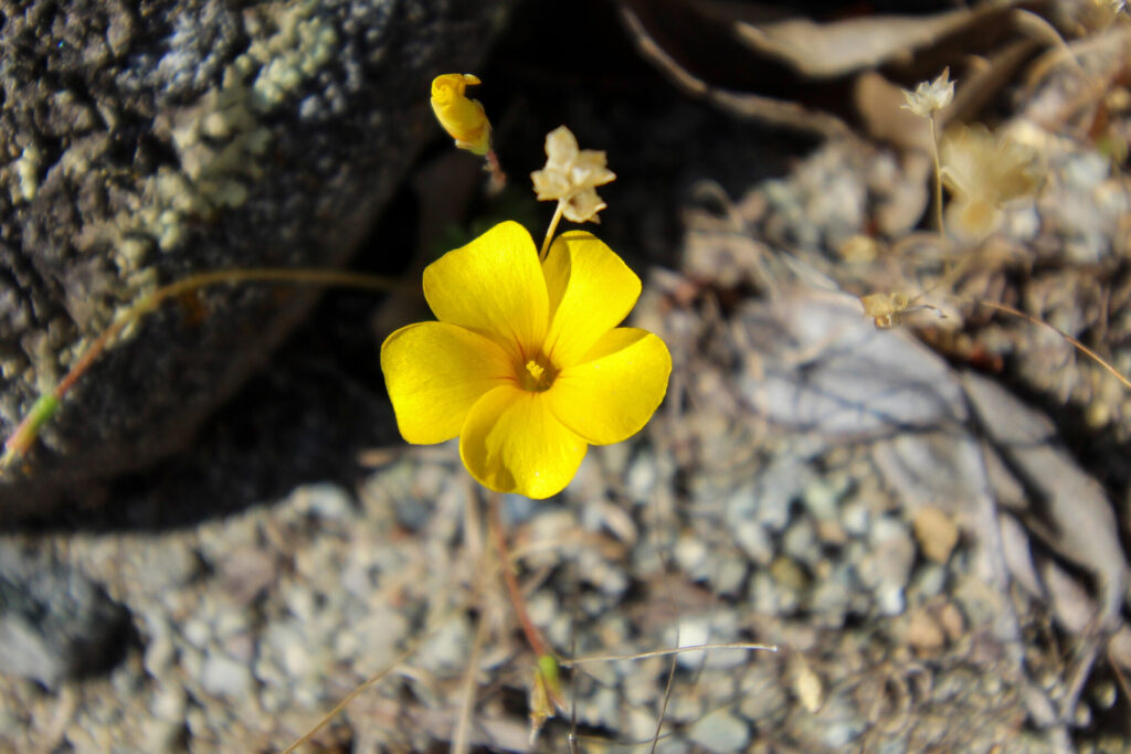 Flor de mayo (Oxalis perdicaria). Créditos: ©Tamara Núñez