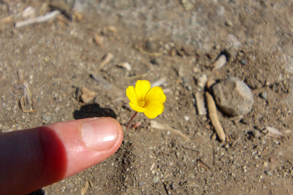 Flor de mayo (Oxalis perdicaria). Créditos: ©Tamara Núñez