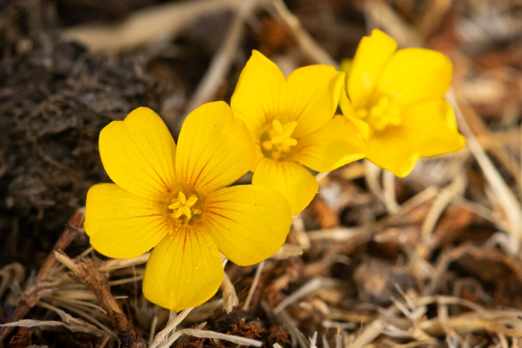 Flor de mayo (Oxalis perdicaria). Créditos: ©Ariel Cabrera Foix