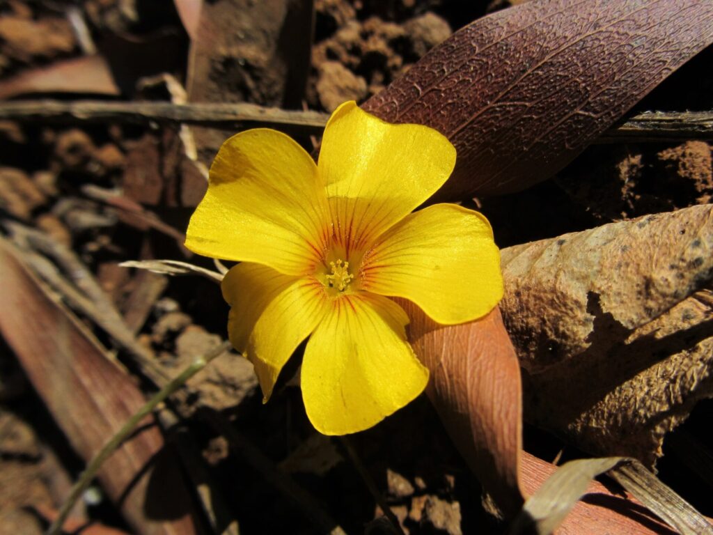 Flor de mayo (Oxalis perdicaria). Créditos: ©Leonardo Mondaca
