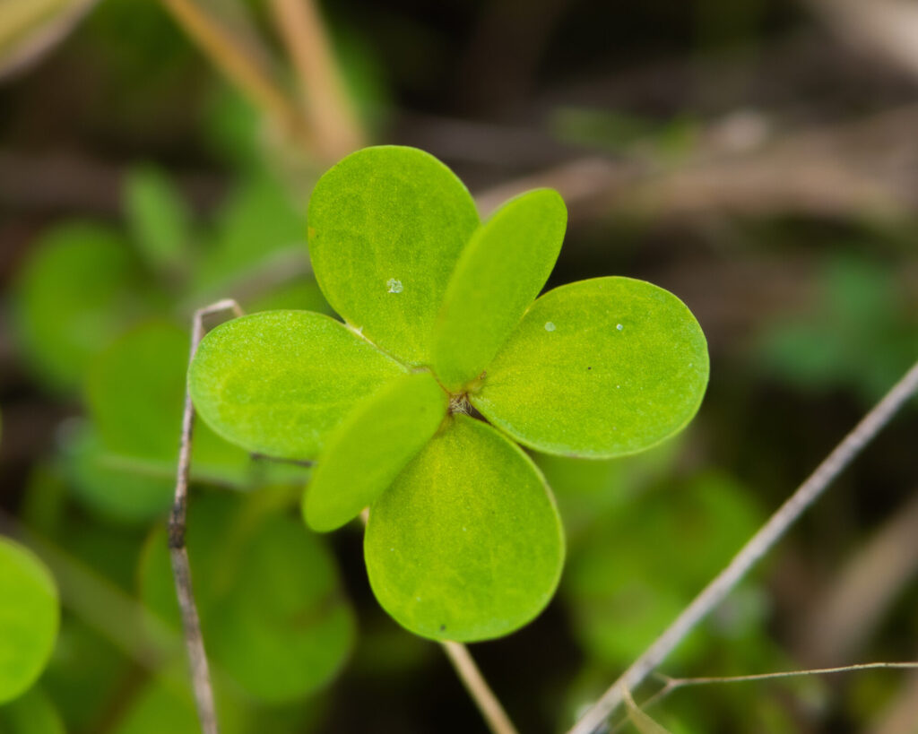 Flor de mayo (Oxalis perdicaria). Créditos: ©Nicolás Villaseca