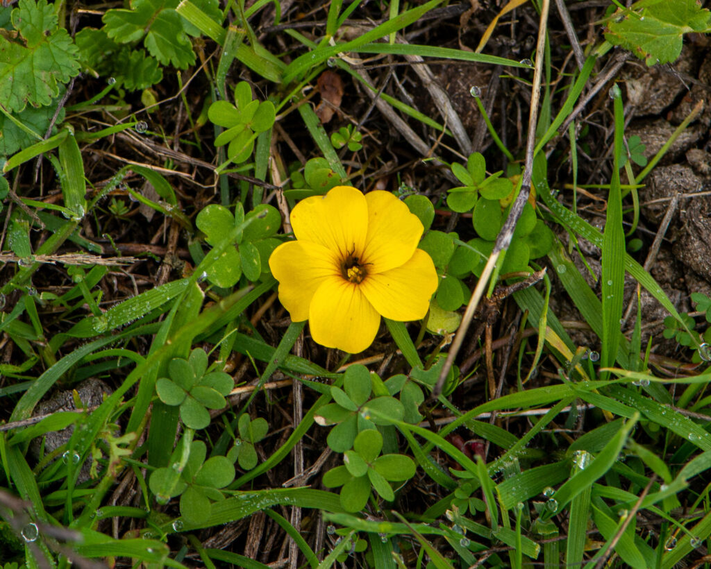 Flor de mayo (Oxalis perdicaria). Créditos: ©Nicolás Villaseca