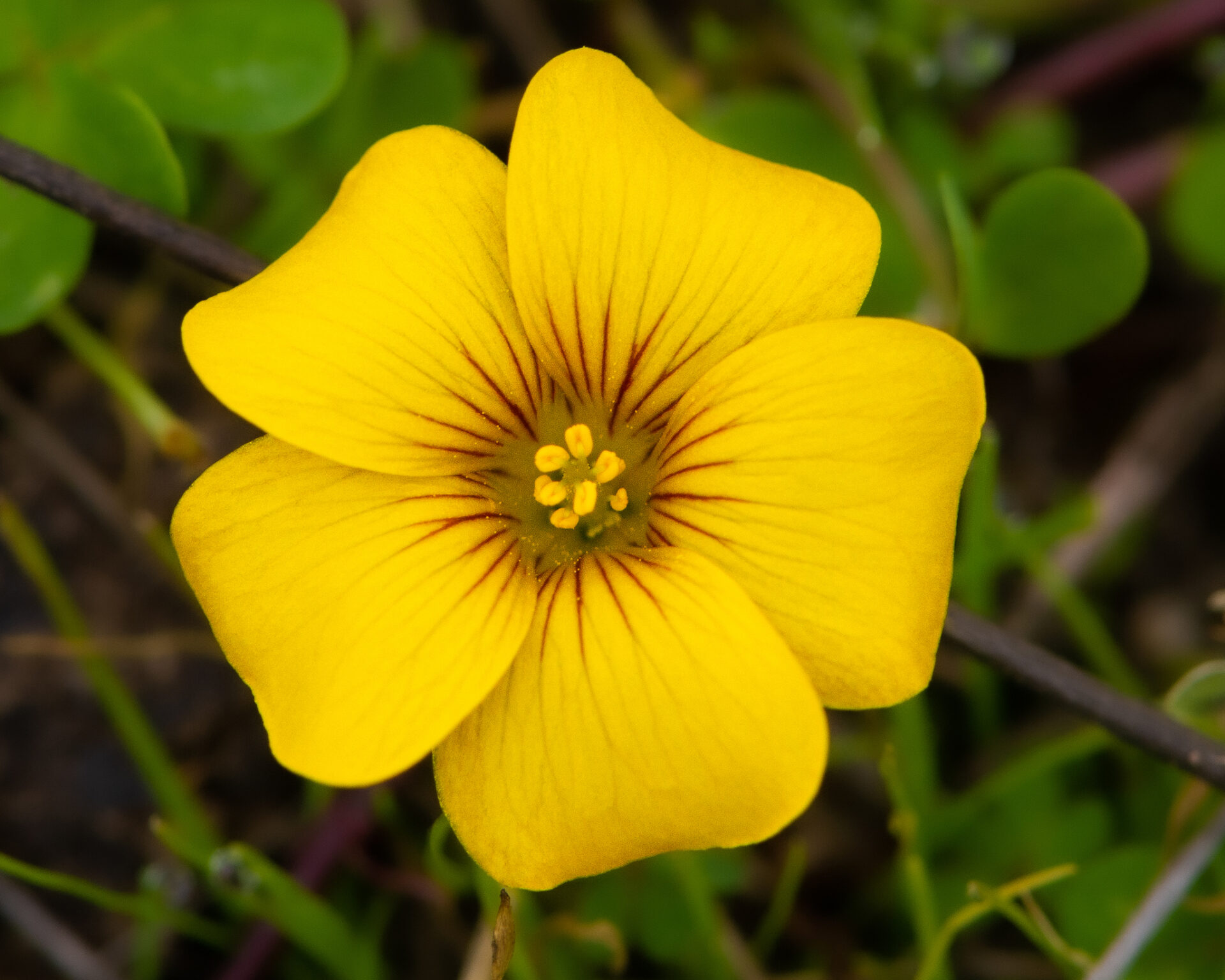 ¿Ya la viste? Descubriendo a la flor de mayo, un estallido de amarillo que anuncia las lluvias otoñales
