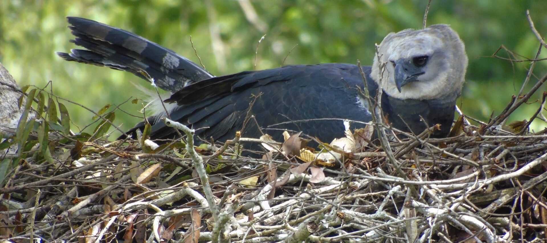 Águila harpía: reaparece la majestuosa ave rapaz que se creía extinta en México