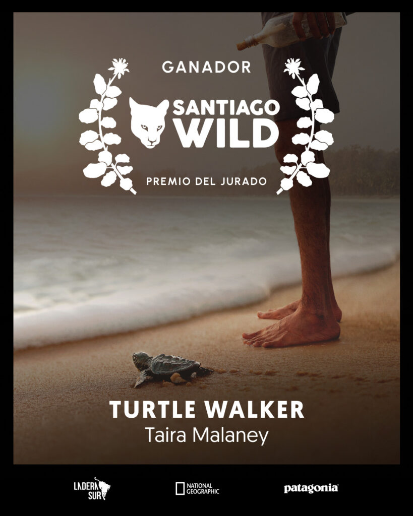 Turtle Walker, ganador en la competencia de Santiago Wild. Créditos: Ladera Sur.