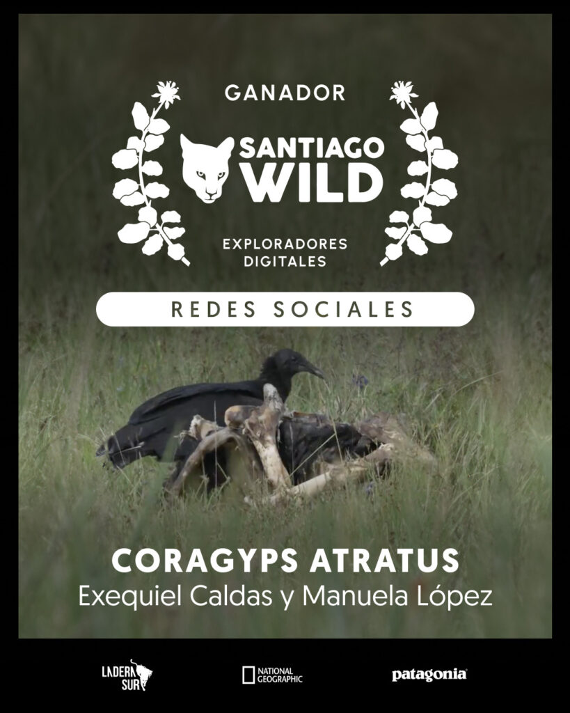 Coragyps atratus, ganador en la competencia de Santiago Wild. Créditos: Ladera Sur.