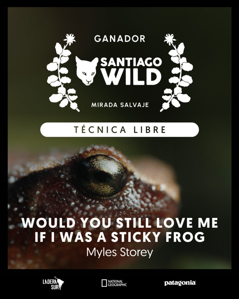 Would You Still Love Me If I Was a Sticky Frog?, ganador en la competencia de Santiago Wild. Créditos: Ladera Sur.