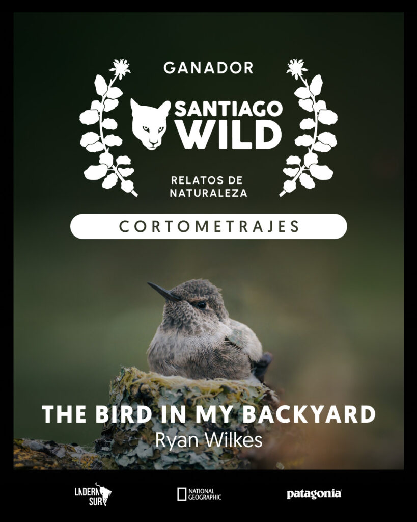 The Bird in My Backyard, ganador en la competencia de Santiago Wild. Créditos: Ladera Sur.