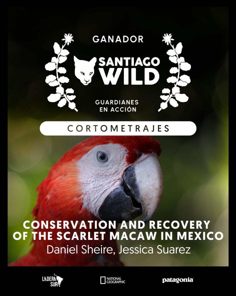 Conservation and Recovery of the Scarlet Macaw in Mexico, ganador en la competencia de Santiago Wild. Créditos: Ladera Sur.