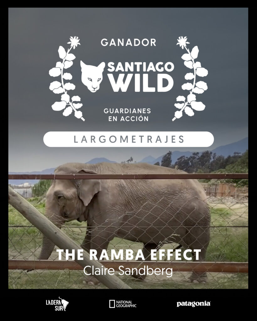 The Ramba Effect, ganador en la competencia de Santiago Wild. Créditos: Ladera Sur.