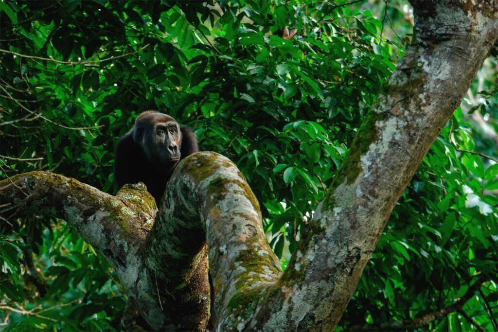 Un gorila occidental de llanura en el Parque Nacional Odzala-Kokoua, República del Congo. El Fondo Bosques Tropicales para Siempre tiene como objetivo contribuir a la conservación de las selvas tropicales y subtropicales en los países en desarrollo Créditos: Roger de la Harpe / Danita Delimont / Alamy