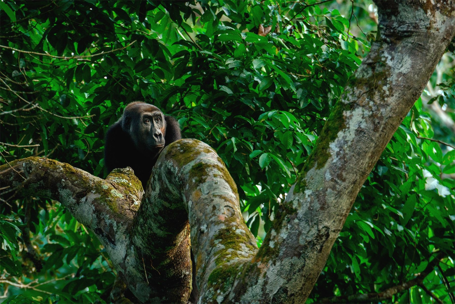 ¿Qué es el Fondo Bosques Tropicales para Siempre? Conoce más de la millonaria iniciativa internacional de conservación impulsada por Brasil