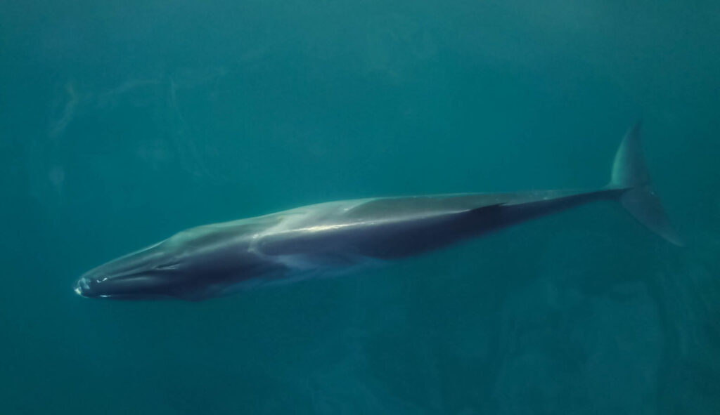 Ballena sei en Patagonia Azul. Créditos: Krissia Borja - Rewilding Argentina