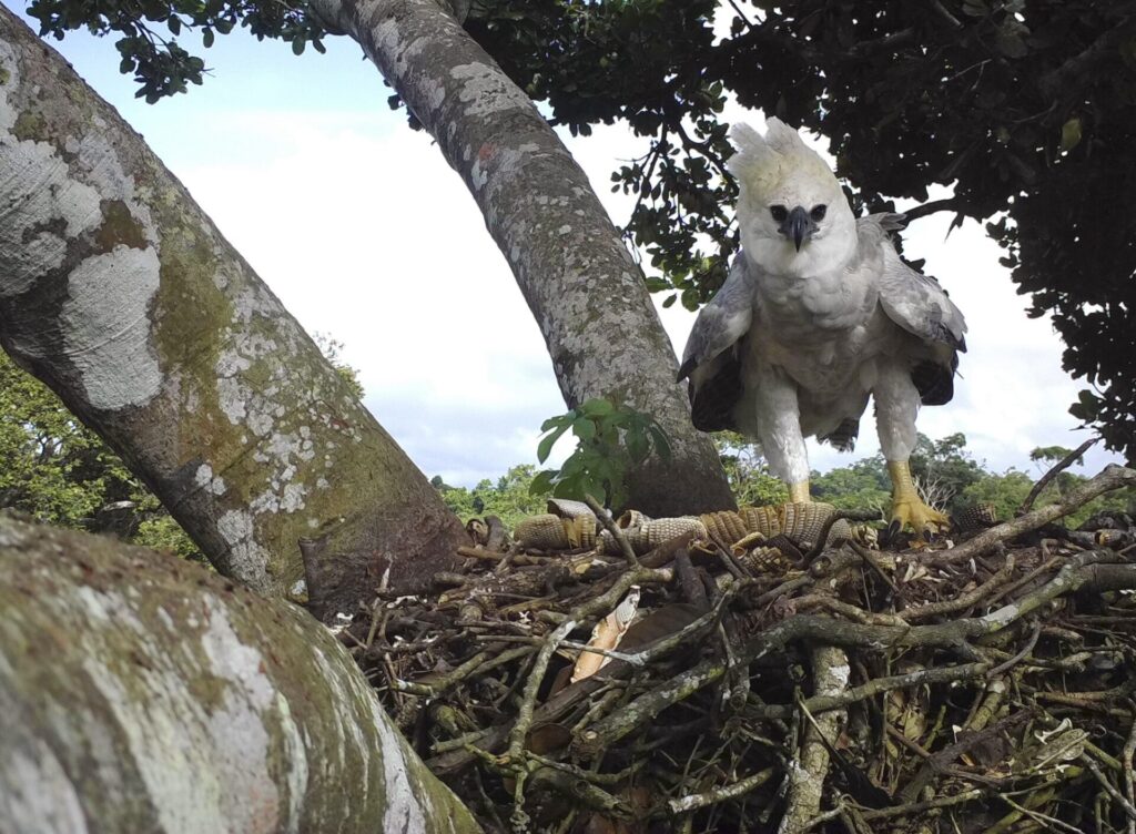 Águila harpía en su nido. Créditos: cortesía de Alexander Blanco