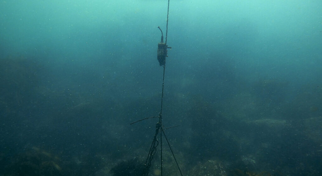 Son registros de hidrófonos que estuvieron en bosques de kelps. Créditos: Alejandro Pérez-Matus.