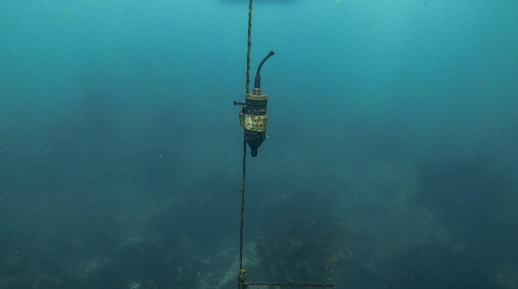 Son registros de hidrófonos que estuvieron en bosques de kelps. Créditos: Alejandro Pérez-Matus.