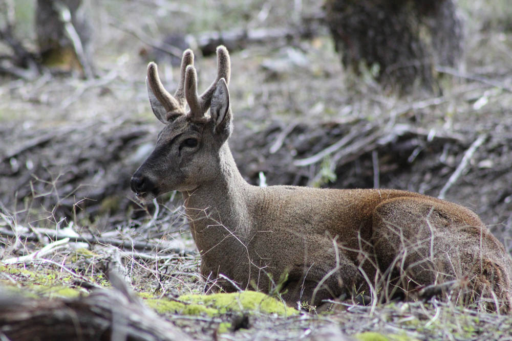 Huemul, Cerro Castillo. Créditos: ©Bárbara Tupper