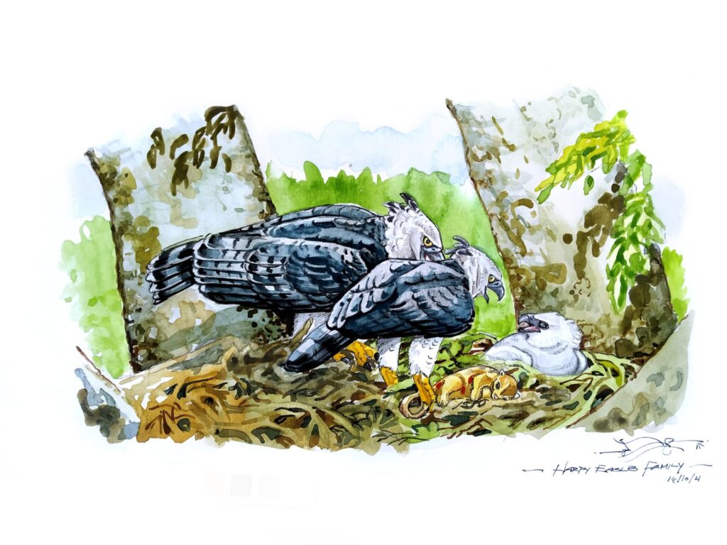 El investigador Alan Monroy-Ojeda retrata una escena dentro del nido, donde el padre águila harpía ha traído una martucha (Potos flavos) como alimento para el polluelo. Ilustración: cortesía Alan Monroy-Ojeda