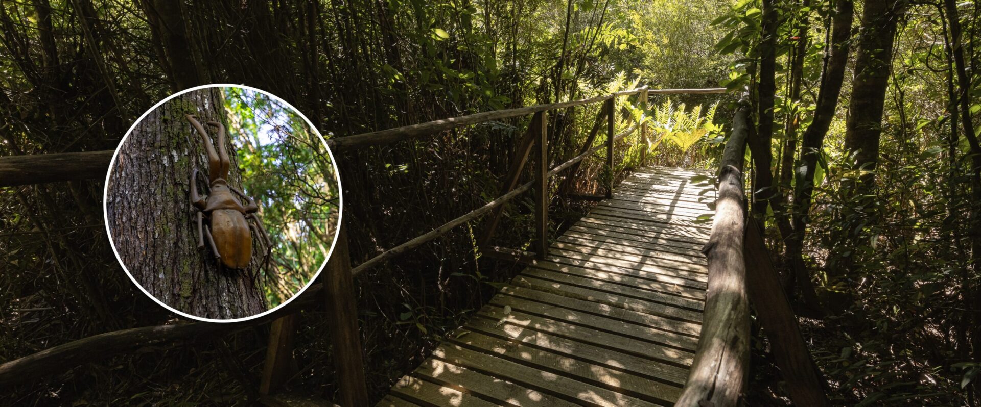 Parque de Insectos Ishiku Lemu: Un viaje al corazón del bosque valdiviano, donde los insectos son protagonistas