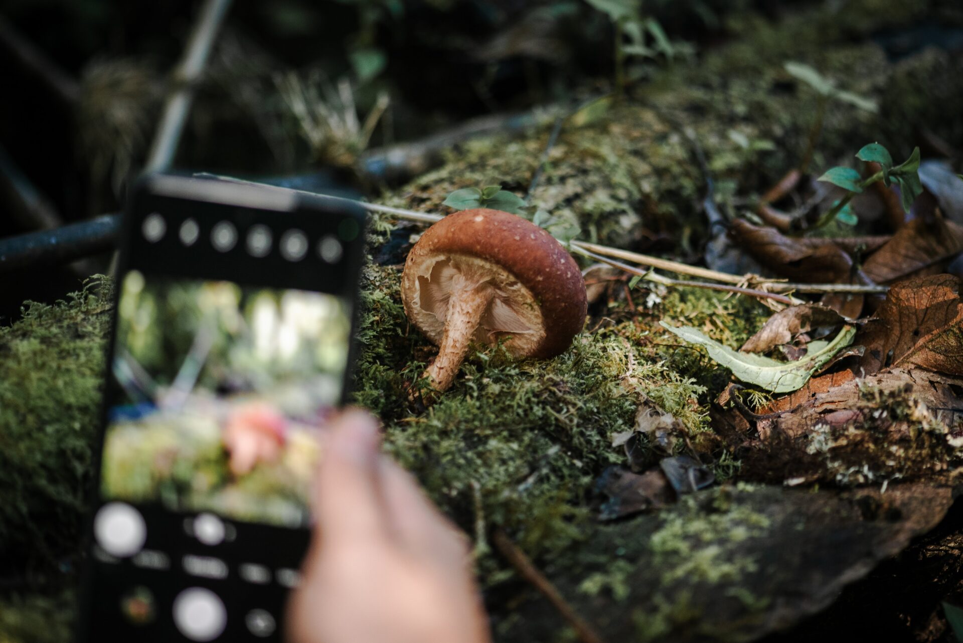 Conoce el fascinante mundo de los hongos en la Ruta Micológica Costa Rica 2025