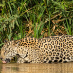 Jaguar (Panthera onca). Créditos: Carlos Navarro