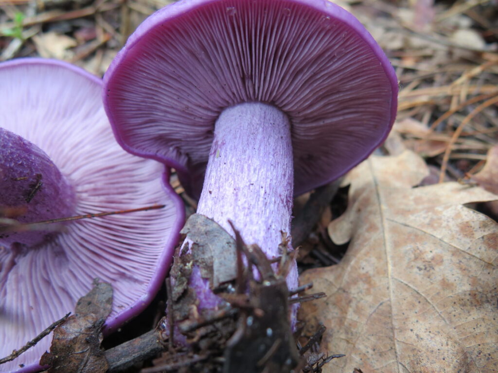 Hongo Lepista. Créditos: Fundación Fungi