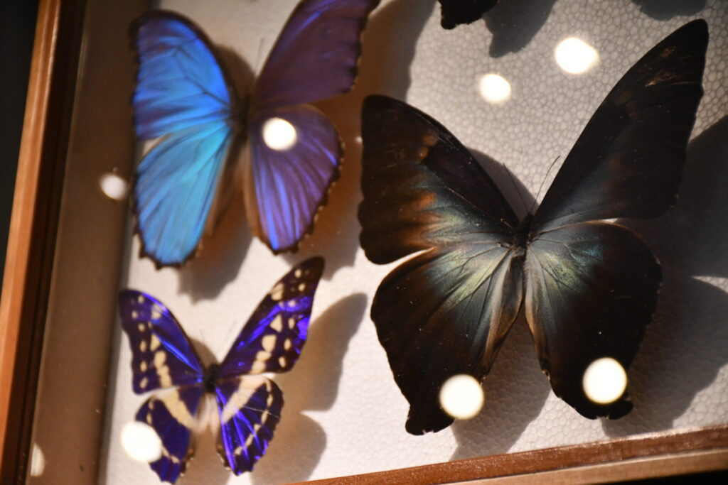 Mariposas de la exposición. Créditos: MNHN