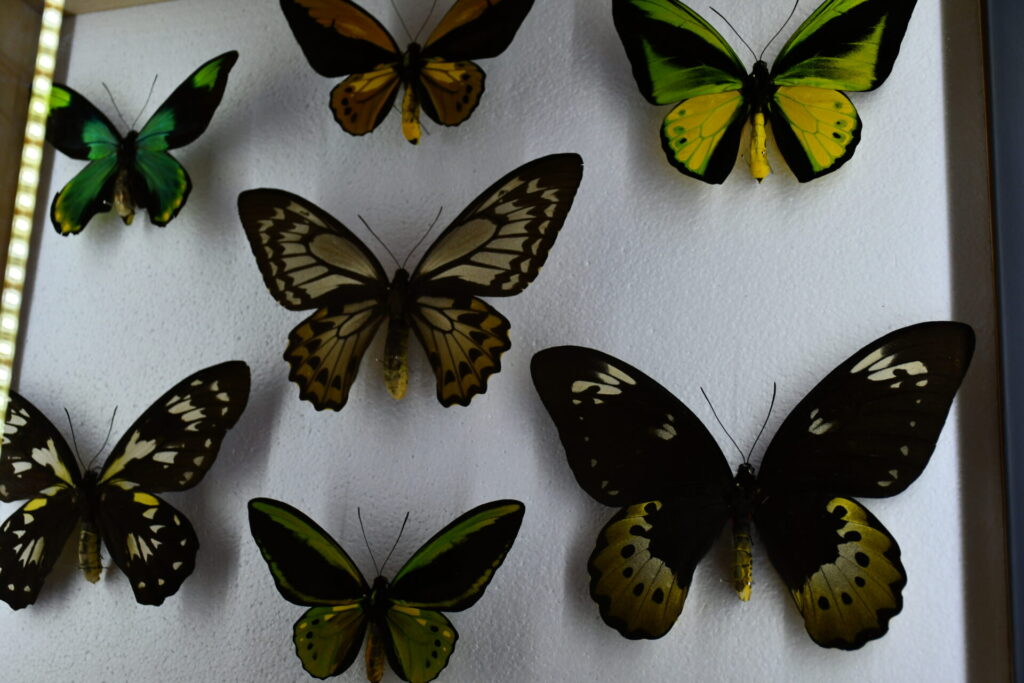 Mariposas de la exposición. Créditos: MNHN