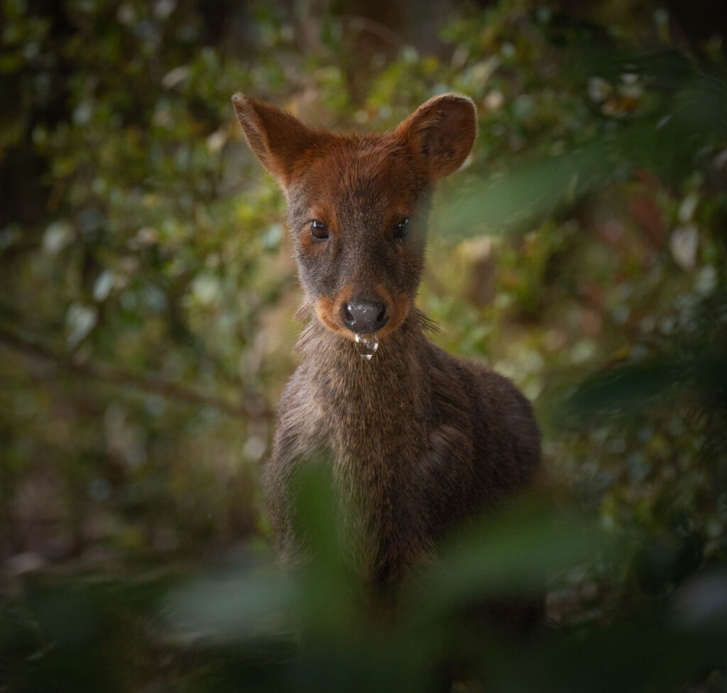 La burbuja más tierna de Chiloé. Créditos: Roberto Donaire Marambio.