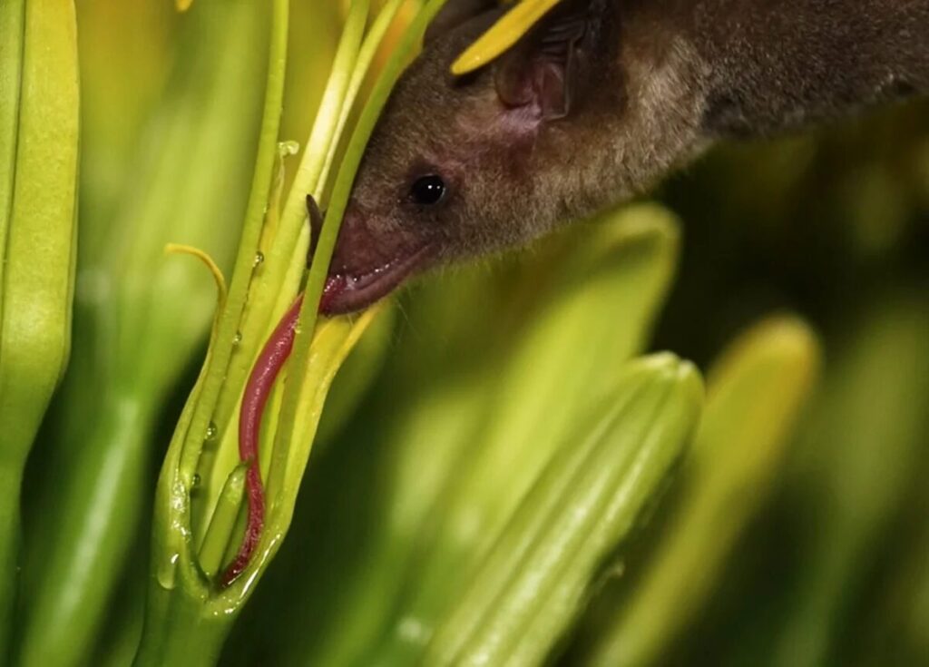 Murciélago Leptonycteris nivalis comiendo agave, México. Créditos: Chris / Horizonline Pictures