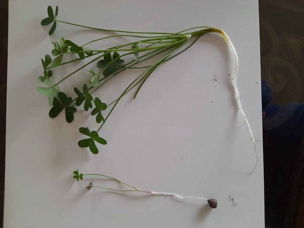 Flor de mayo (Oxalis perdicaria). Créditos: ©Liliana Iturriaga