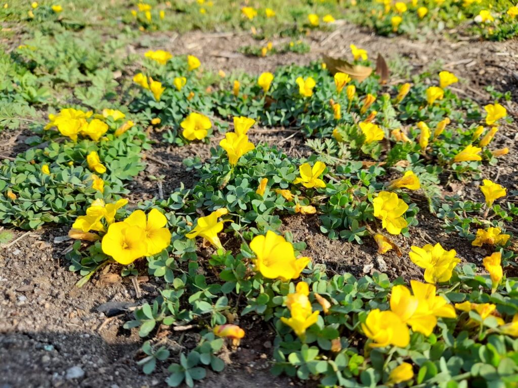 Flor de mayo (Oxalis perdicaria). Créditos: ©Liliana Iturriaga