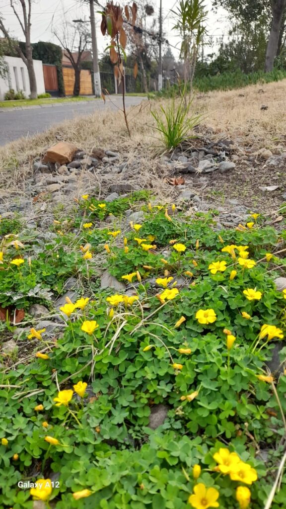 Flor de mayo (Oxalis perdicaria). Créditos: ©Liliana Iturriaga