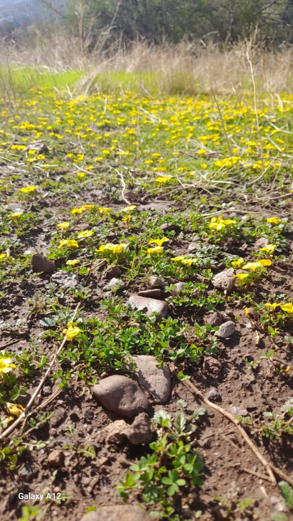 Flor de mayo (Oxalis perdicaria). Créditos: ©Liliana Iturriaga
